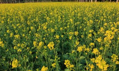 সাতক্ষীরায় সরিষার বাম্পার ফলনের আশা কৃষকের