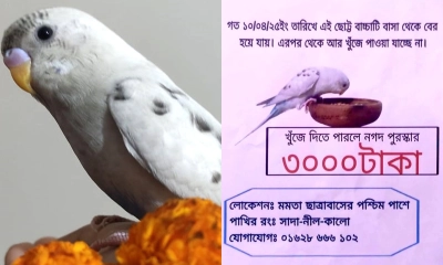 হারানো পাখি খুঁজে পেতে ৩ হাজার টাকা পুরস্কার ঘোষণা