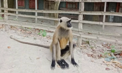 বগুড়ায় লোকালয়ে ঘুরে বেড়াচ্ছে কালোমুখো হনুমান