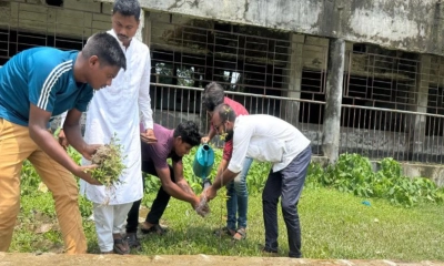 বাউফল পৌর ছাত্রদলের বৃক্ষরোপণ কর্মসূচি