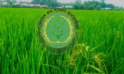 হিটওয়েভে ধানের ক্ষতির আশঙ্কা, ব্রি’র বিশেষ বার্তা