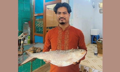 চাঁদপুরে ১৩ হাজার টাকায় বিক্রি এক ইলিশ