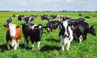 কোরবানির গোশত বিতরণের নিয়ম