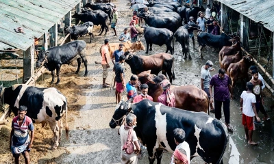 যেসব পশু কোরবানি করা যাবে না