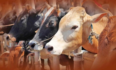 কোরবানির মাংস কতদিন সংরক্ষণ করা যায়