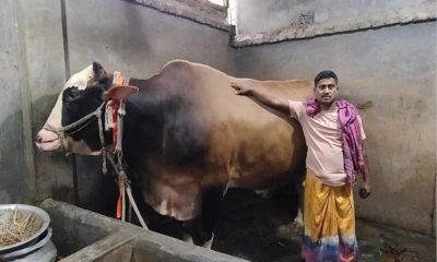 ৩৫ মণের ‘বান্টি’ বিক্রি হলেই হজে যাবেন মালিক