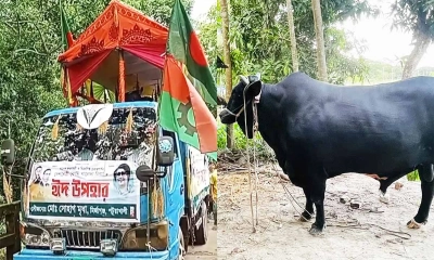 খালেদা জিয়ার জন্য ‘কালো মানিক’ নিয়ে ঢাকার পথে কৃষক সোহাগ