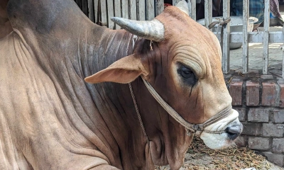 বড় গরু নিয়ে লোকসানের শঙ্কায় খামারিরা
