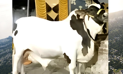 পাকিস্তানের হায়দরাবাদের লিয়াকত কলোনিতে ‘জেএফ-১৭ থান্ডার’ নামে ১৬০০ কেজির ওজনের ষাঁড় গরু। ছবি- সংগৃহীত