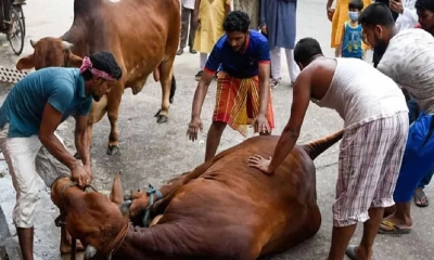 ঈদের নামাজ শেষে চলছে পশু কোরবানি