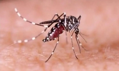 একদিনে ডেঙ্গুতে আক্রান্ত হয়ে হাসপাতালে ২৬