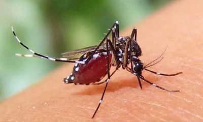 ডেঙ্গু মশা। ছবি- সংগৃহীত