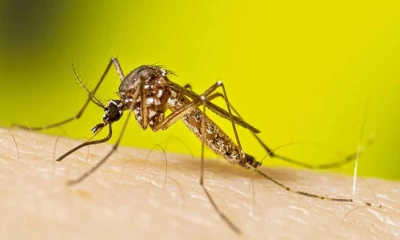 ডেঙ্গুতে আরও ১ জনের মৃত্যু, হাসপাতালে ৩৫৮