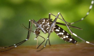 ডেঙ্গুতে আরও এক মৃত্যু, হাসপাতালে ভর্তি ৩৯১
