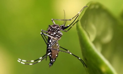 ডেঙ্গুতে আরও একজনের মৃত্যু, হাসপাতালে ১১৪