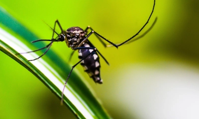 ডেঙ্গুতে আরও একজনের ‍মৃত্যু, হাসপাতালে ভর্তি ৩৯৪