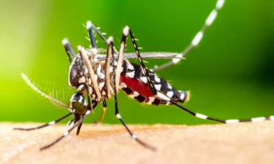 ডেঙ্গুতে হাসপাতালে ভর্তি আরও ১৬