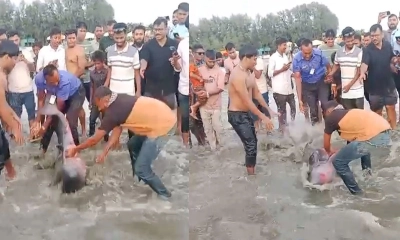 ইনানী সৈকতে ভেসে এলো ডলফিন