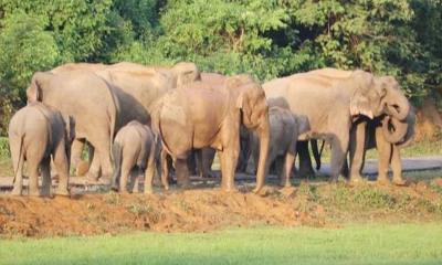 কক্সবাজারে বন্য হাতির আক্রমণে শিশু নিহত