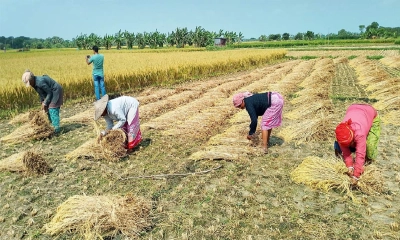 শ্রমিক সংকটে পাকা ধান নিয়ে বিপাকে নড়াইলের কৃষকরা