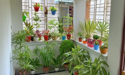 বারান্দায় গাছ লাগাতে খেয়াল রাখবেন যে বিষয়