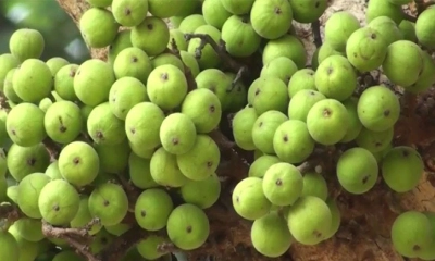 ডুমুর ফলের উপকারিতা