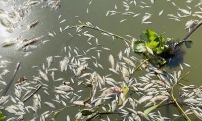 মাছের সঙ্গে এ কেমন শত্রুতা