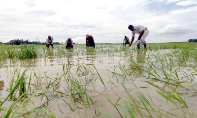 ২১ জেলায় বন্যায় ডুবল ৭২ হাজার হেক্টর ফসলি জমি