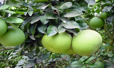 জাম্বুরার উপকারিতা। ছবি: সংগৃহীত