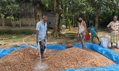 শ্রীপুর উপজেলার অনেক উদ্যোক্তা কাঁঠালের বিচি সংগ্রহ ও বাজারজাত করে স্বাবলম্বী হচ্ছেন। ছবি- রূপালী বাংলাদেশ