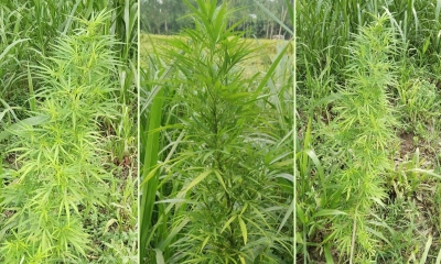মানিকগঞ্জে ঘাসের আড়ালে গাঁজা চাষ