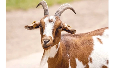 কোরবানির জন্য ভালো ছাগল চেনার উপায়