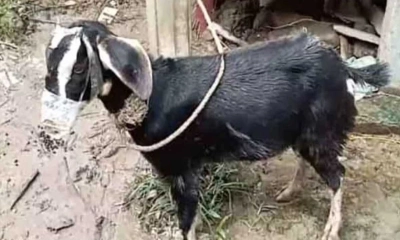 ছাগলের মুখে স্কচটেপ লাগিয়ে চুরির চেষ্টা, অতঃপর