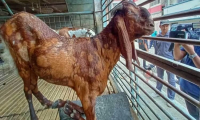 সাদিক এগ্রো’র সেই ভাইরাল ছাগলটি খমারেই আছে, বিলানো হবে দরিদ্রদের