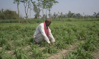 ঘাস চাষে দিনমজুর থেকে কোটিপতি গফুর