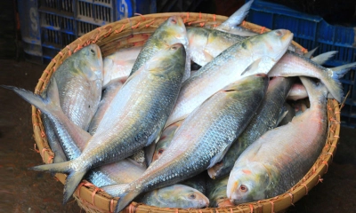 বৈশাখে আকাশচুম্বী ইলিশের বাজার