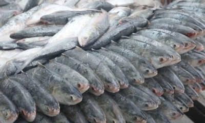 সৌদিতে ইলিশ পাঠাবে সরকার