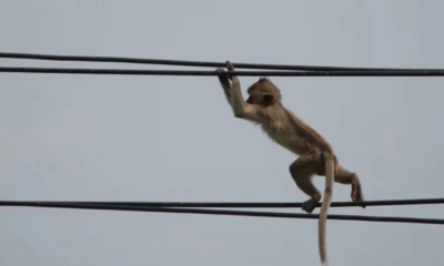 বানরের কারণে অন্ধকারে শ্রীলঙ্কা!