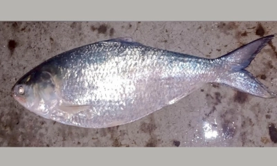 এক ইলিশের দাম ১৪ হাজার টাকা