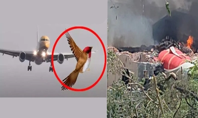 পাখির আঘাতেই কি বিধ্বস্ত হয়েছে বিমান?