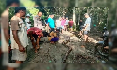 ২৬ ফুট লম্বা অজগরের পেটে মিলল কৃষককের দেহ