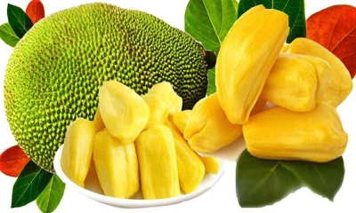 পাকা কাঁঠালের উপকারিতা ও অপকারিতা