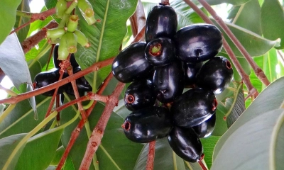 জামের উপকারিতা: পুষ্টিগুণে ভরপুর এই ফল শরীরকে রাখে সুস্থ