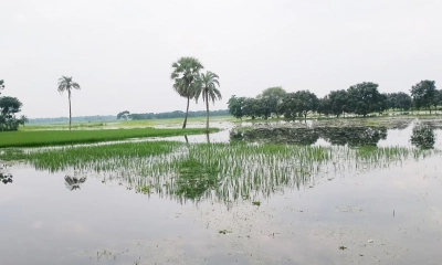ভারতের পানিতে তলিয়েছে শার্শার ৫০০ একর জমি