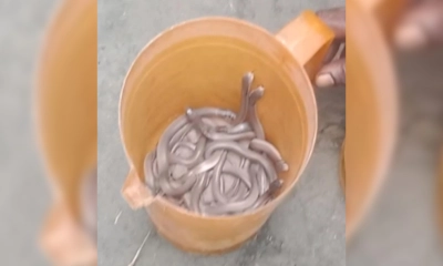 বিষধর সাপ। ছবি- রূপালী বাংলাদেশ
