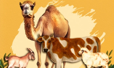 কোরবানির আগে ১০ দিন চুল-নখ না কাটার তাৎপর্য