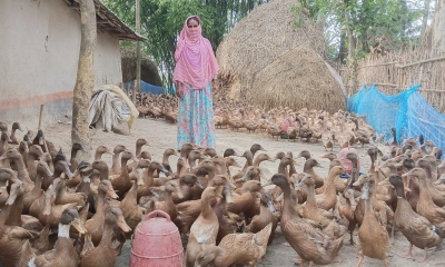 জয়পুরহাটের পাঁচবিবিতে হাঁস পালনে সফল নারী উদ্যোক্তা মিনারা বেগম। ছবি- রূপালী বাংলাদেশ