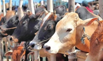 মেরাদিয়ায় গরুর হাট বসানো যাবে না: হাইকোর্ট