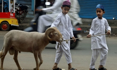 সর্বোচ্চ কতজন মিলে ভাগে কোরবানি দেওয়া যায়?