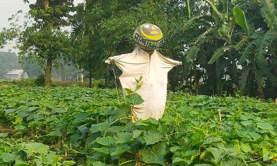 ফসলের ‘সার্বক্ষণিক পাহারাদার’ কাকতাড়ুয়া